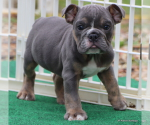 Bulldog Puppy for Sale in WINNSBORO, Texas USA