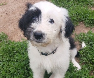 Medium Border Collie-Sheepadoodle Mix