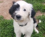 Puppy 7 Border Collie-Sheepadoodle Mix