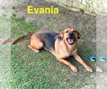 Small #3 German Shepherd Dog Mix