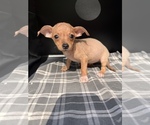 Small Photo #16 Chiweenie Puppy For Sale in SAINT AUGUSTINE, FL, USA