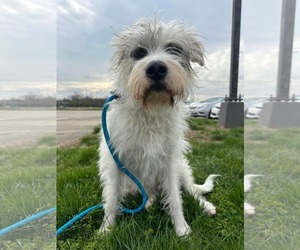 Mutt Dogs for adoption in Germantown, OH, USA