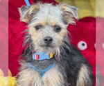 Small #4 Poodle (Miniature) Mix