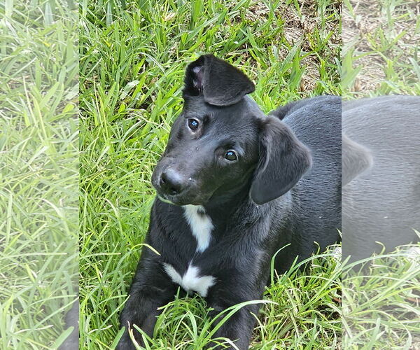 Medium Photo #2 German Shepherd Dog-Unknown Mix Puppy For Sale in Royal Palm Beach, FL, USA