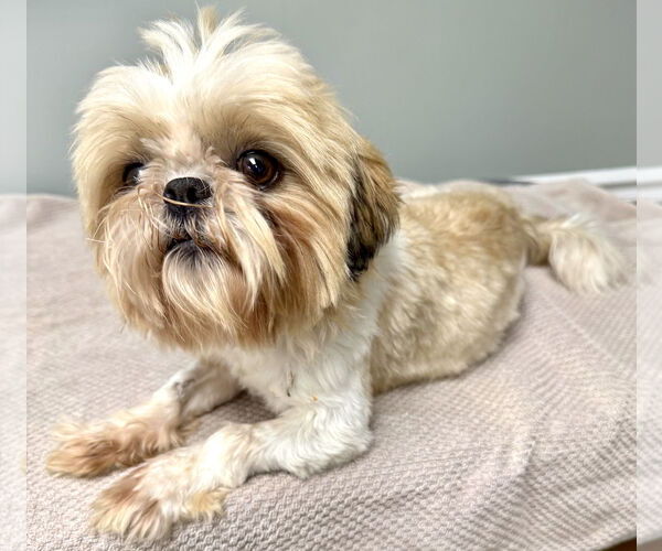 Medium Photo #2 Shih Tzu Puppy For Sale in Mount Airy, NC, USA