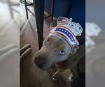 Small #2 American Pit Bull Terrier