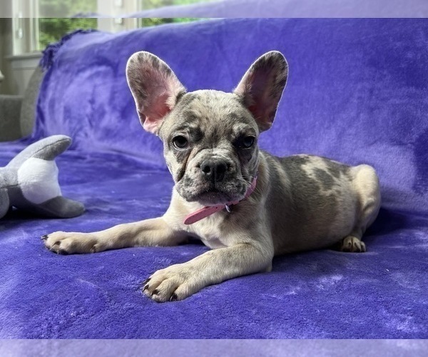 Medium Photo #14 French Bulldog Puppy For Sale in CUMMING, GA, USA
