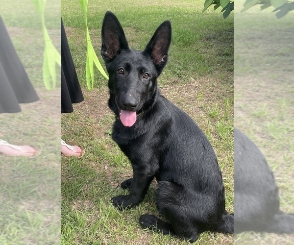 Medium Photo #5 German Shepherd Dog Puppy For Sale in WACO, TX, USA