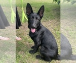 Small #4 German Shepherd Dog