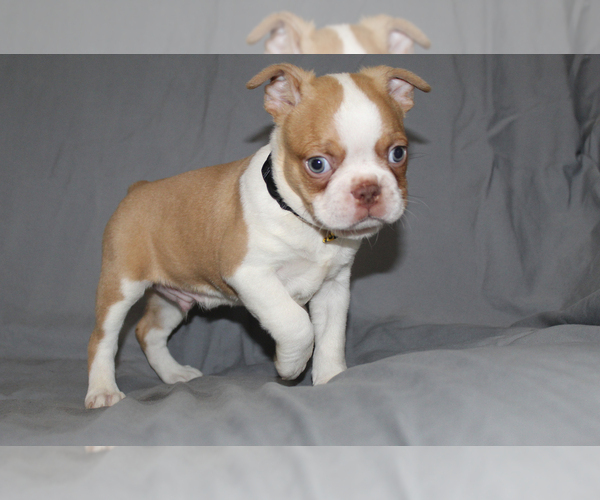 Medium Photo #4 Boston Terrier Puppy For Sale in BROOKSVILLE, FL, USA