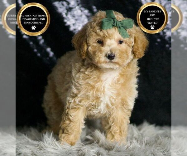Medium Photo #1 Maltipoo Puppy For Sale in WARSAW, IN, USA