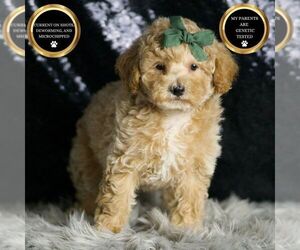 Maltipoo Puppy for sale in WARSAW, IN, USA
