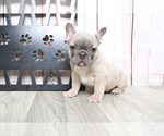 Small Photo #2 French Bulldog Puppy For Sale in MARIETTA, GA, USA