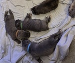 Image preview for Ad Listing. Nickname: Litter of 8