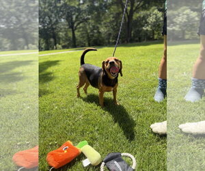 ACE - Male Beagle Dog for Adoption - Photo #3