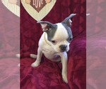 Small Photo #22 Boston Terrier Puppy For Sale in MINERAL WELLS, WV, USA