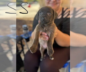 Mutt Dogs for adoption in Holly Springs, NC, USA