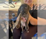 Salem - Male Mutt Dog for Adoption - Small photo
