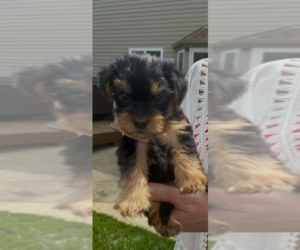 Medium Yorkshire Terrier