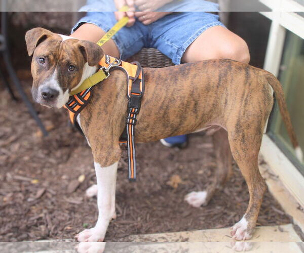 Medium Photo #13 Retriever -Unknown Mix Puppy For Sale in Holly Springs, NC, USA