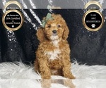 Small Photo #21 Poodle (Miniature) Puppy For Sale in WARSAW, IN, USA