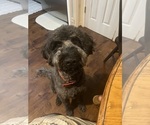 Small Photo #1 Aussiedoodle-Labradoodle Mix Puppy For Sale in DAPHNE, AL, USA