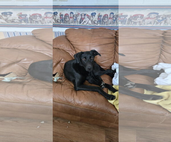 Medium Photo #4 Labrador Retriever-Unknown Mix Puppy For Sale in NYC, NY, USA