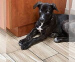 Small #4 Catahoula Leopard Dog-Whippet Mix