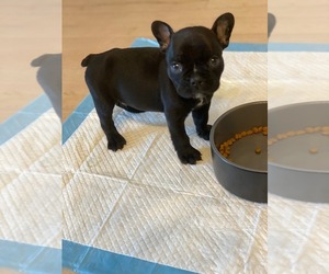French Bulldog Puppy for sale in HUNTINGTN BCH, CA, USA