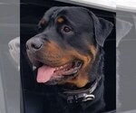 Small Photo #4 Rottweiler Puppy For Sale in COLORADO SPRINGS, CO, USA