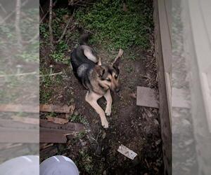 German Shepherd Dog-Unknown Mix Dogs for adoption in San Antonio, TX, USA
