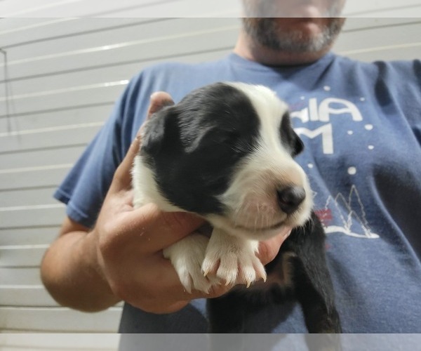 Medium Photo #8 Border Collie Puppy For Sale in NEW YORK MILLS, MN, USA