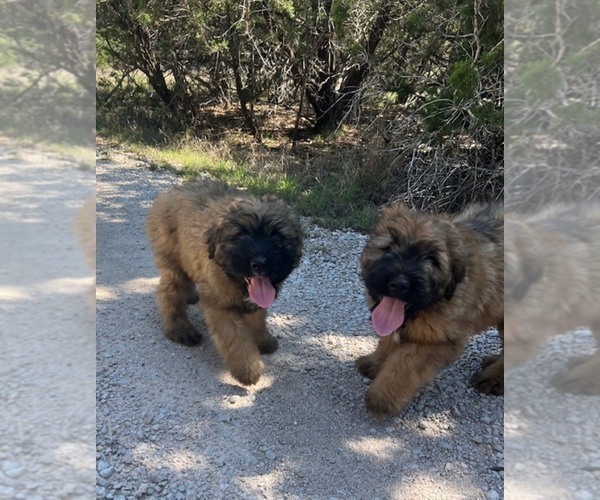 Medium Photo #7 Bouvier Des Flandres Puppy For Sale in BLANCO, TX, USA