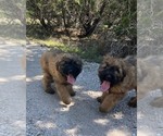 Small #6 Bouvier Des Flandres