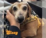 Small #4 Dachshund