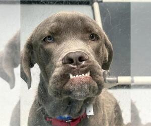 Mutt Dogs for adoption in Las Vegas, NV, USA