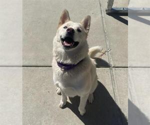 Siberian Husky-Unknown Mix Dogs for adoption in Elk Grove, CA, USA