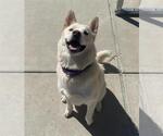Small Siberian Husky Mix