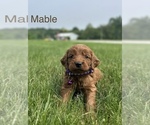 Small #5 Goldendoodle (Miniature)
