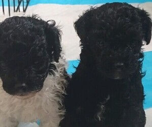 Poodle (Miniature) Puppy for sale in ROBERTSDALE, PA, USA