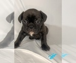 Litter of 5 - Female French BulldogLitter of Puppies for Sale - Photo #15