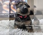 Puppy Puppy 6 German Shepherd Dog
