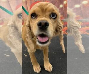 Cocker Spaniel Dogs for adoption in Westminster, MD, USA