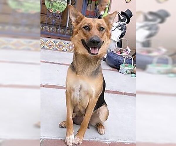 Medium Photo #2 Australian Kelpie-German Shepherd Dog Mix Puppy For Sale in Dana Point, CA, USA