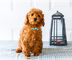 Small Photo #15 Poodle (Toy) Puppy For Sale in WAKARUSA, IN, USA