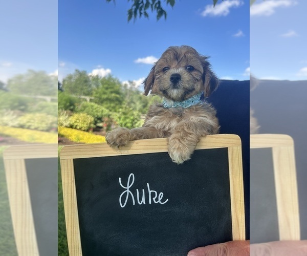 Medium Photo #1 Yo-Chon Puppy For Sale in BELFAST, OH, USA