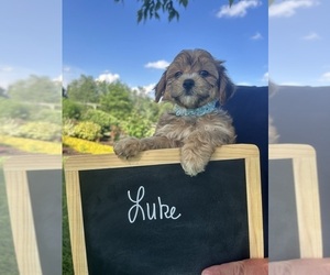 Yo-Chon Puppy for sale in BELFAST, OH, USA