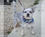 Small #2 Mutt