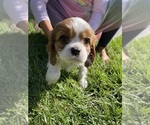 Small Photo #5 Cavalier King Charles Spaniel Puppy For Sale in CONCORD, CA, USA