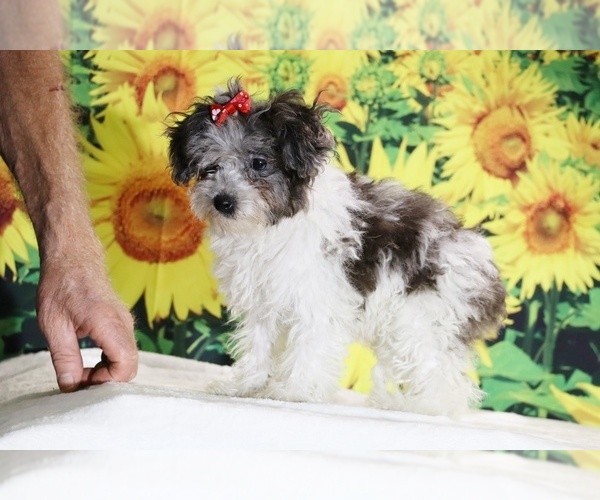 Medium Photo #11 Goldendoodle (Miniature) Puppy For Sale in DYERSBURG, TN, USA